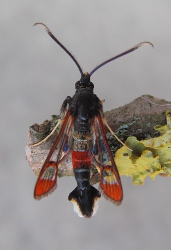 Red-tipped Clearwing Moth, photo 4 of 10