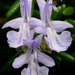 Rosmarinus officinalis - Photo (c) James Gaither, μερικά δικαιώματα διατηρούνται (CC BY-NC-ND)