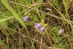 Campanula rotundifolia