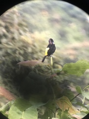 Ramphocelus flammigerus icteronotus