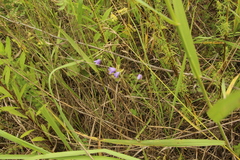 Campanula rotundifolia
