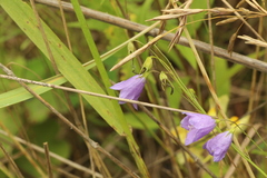 Campanula rotundifolia
