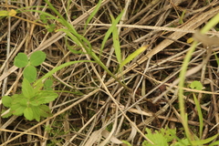 Campanula rotundifolia