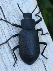 Iphthiminus serratus