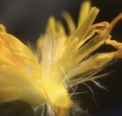 Scorzoneroides montana