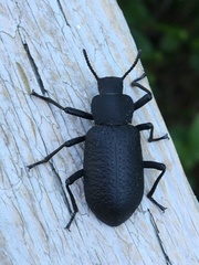 Iphthiminus serratus