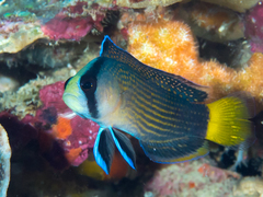 Splendid Dottyback photo 3