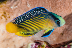 Splendid Dottyback photo 4
