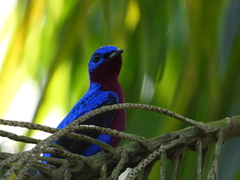 Cotinga cotinga