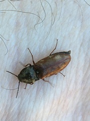 Prosternon bombycinum