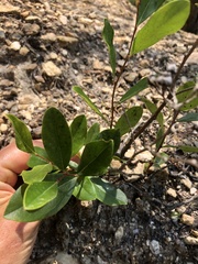 Lyonia mariana