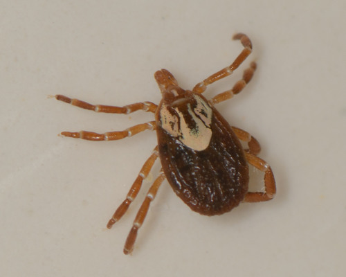Gulf Coast Tick