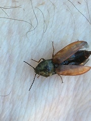 Prosternon bombycinum