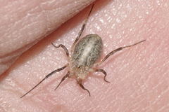 Odiellus troguloides