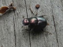 Onthophagus orpheus