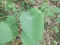Dioscorea villosa