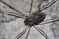 Platybunus pinetorum