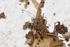 Mitostoma chrysomelas