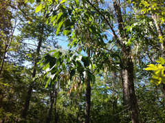 Fraxinus profunda