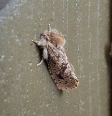 Acrolophus arcanella