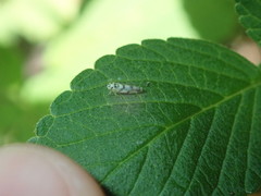 Eupteryx atropunctata
