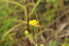 Potentilla thuringiaca
