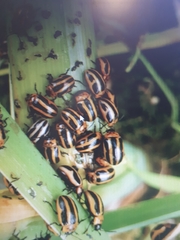 Calligrapha californica