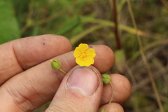 Potentilla thuringiaca