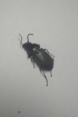 Pterostichus niger