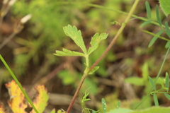 Potentilla thuringiaca