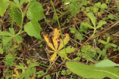 Potentilla thuringiaca