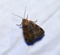 Cryptocala acadiensis