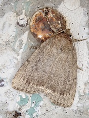 Amphipyra glabella