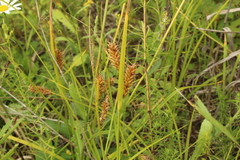 Carex vesicaria