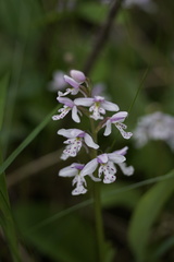 Galearis rotundifolia