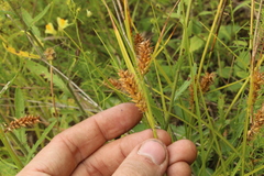 Carex vesicaria