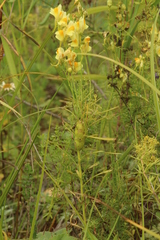 Linaria vulgaris