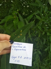 Euura proxima