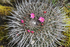 Mammillaria mystax