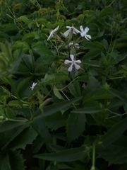 Saponaria officinalis