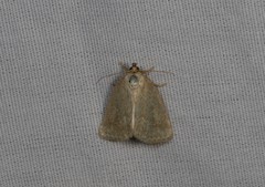 Protodeltote albidula