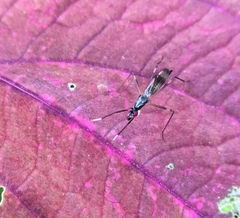 Rainieria antennaepes