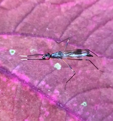 Rainieria antennaepes