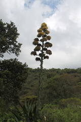 Agave atrovirens
