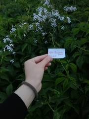 Saponaria officinalis
