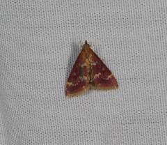 Pyrausta signatalis