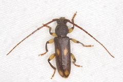Tylonotus bimaculatus