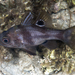 Black Cardinalfish - Photo (c) Rickard Zerpe, some rights reserved (CC BY)