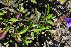 Penstemon cardwellii