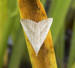 Macrochilo louisiana